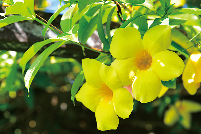 宮古島の自然に咲くアラマンダの花