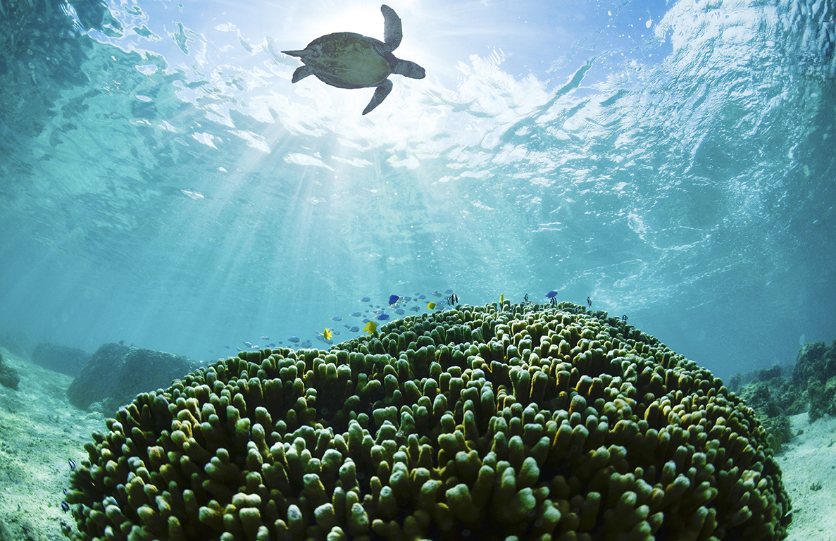 シギラリゾート　アクティビティ　ウミガメ