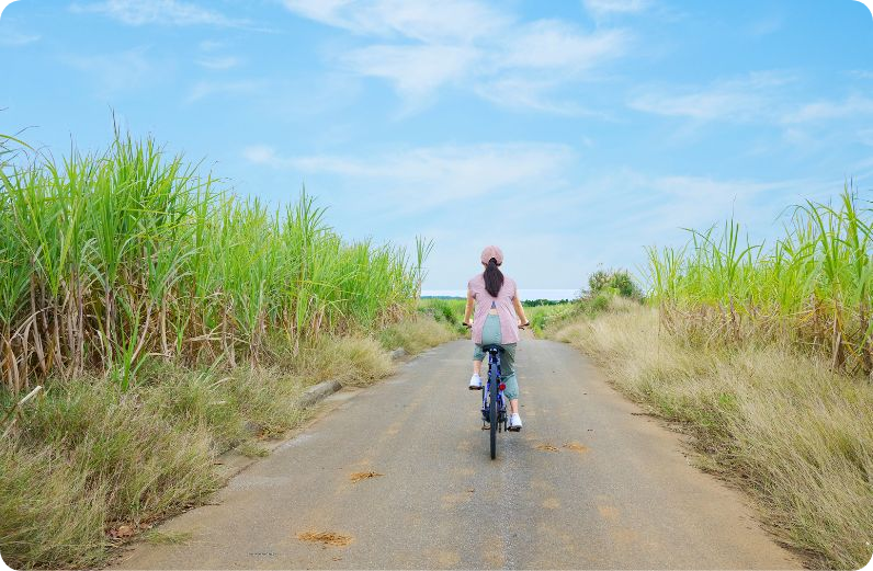 さとうきび畑を抜ける道